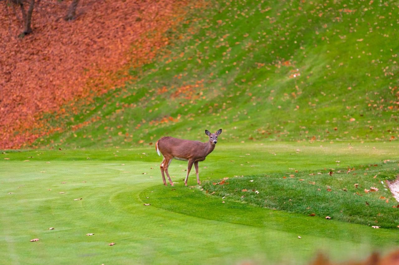 Crown At Wolf Run